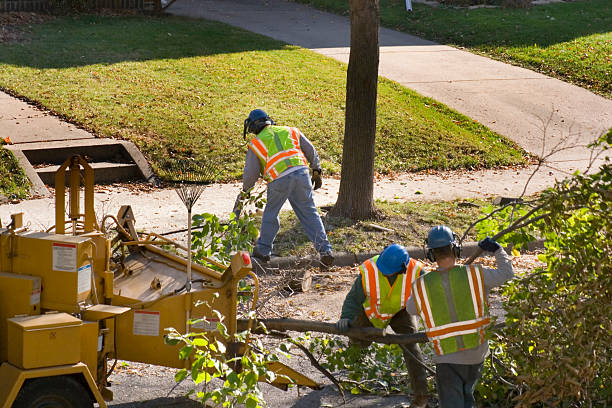 Tree Root Removal